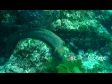 Moray 1376